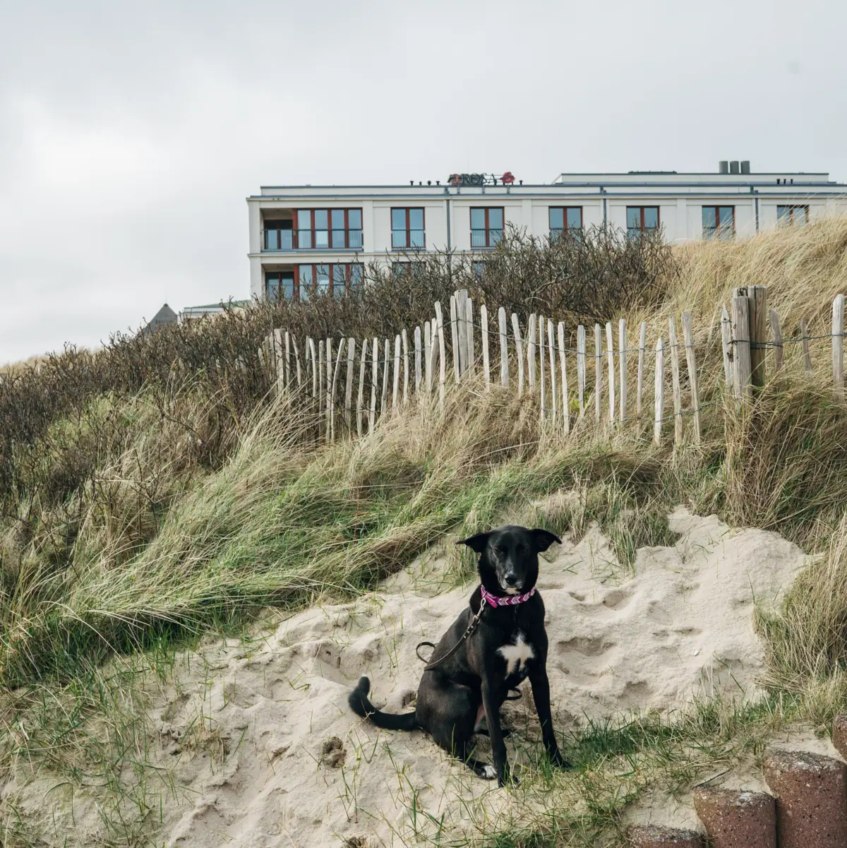 A dog is sitting outside the A-ROSA Hotel Sylt.