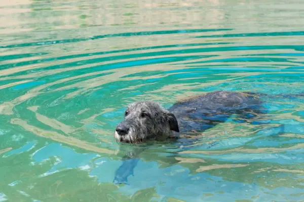 A dog is swimming in the water.
