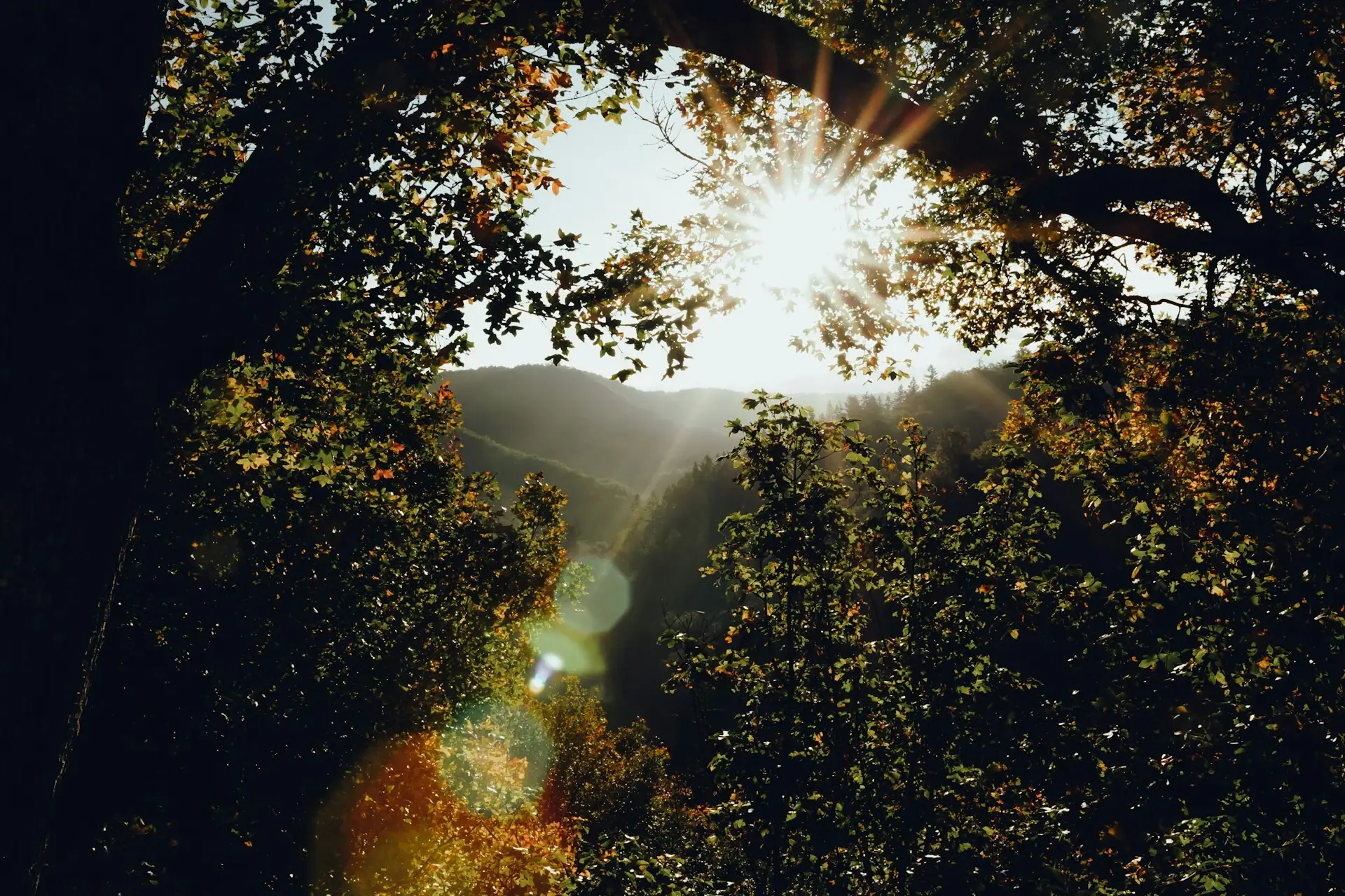 Harz Sonne scheint durch einen Baum