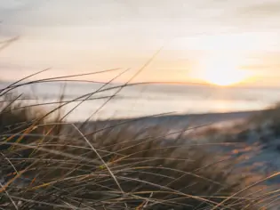 Close-up of dune grasses and a beach with visible sky and clouds.