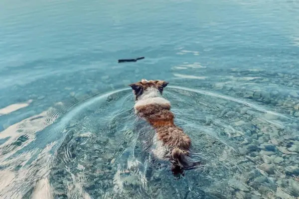 Ein kleiner Hund schwimmt durch klares Wasser zu einem Stock.