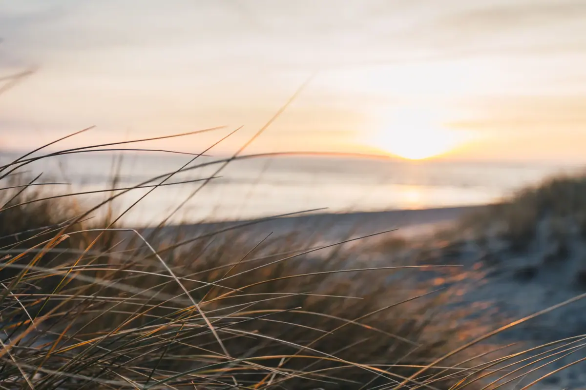 A close-up of dune grass on the beach.