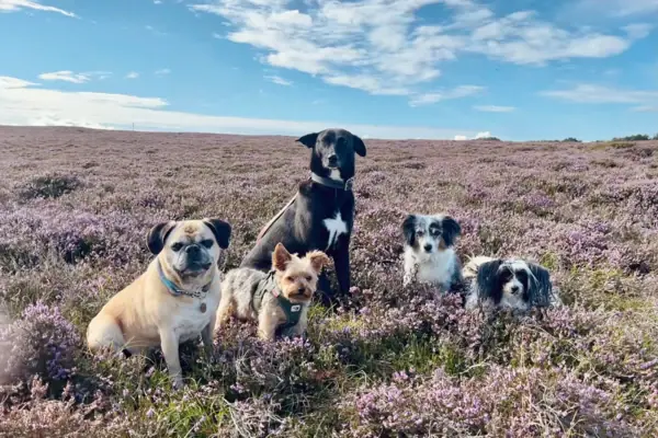 Dogs in the Sylt heathland