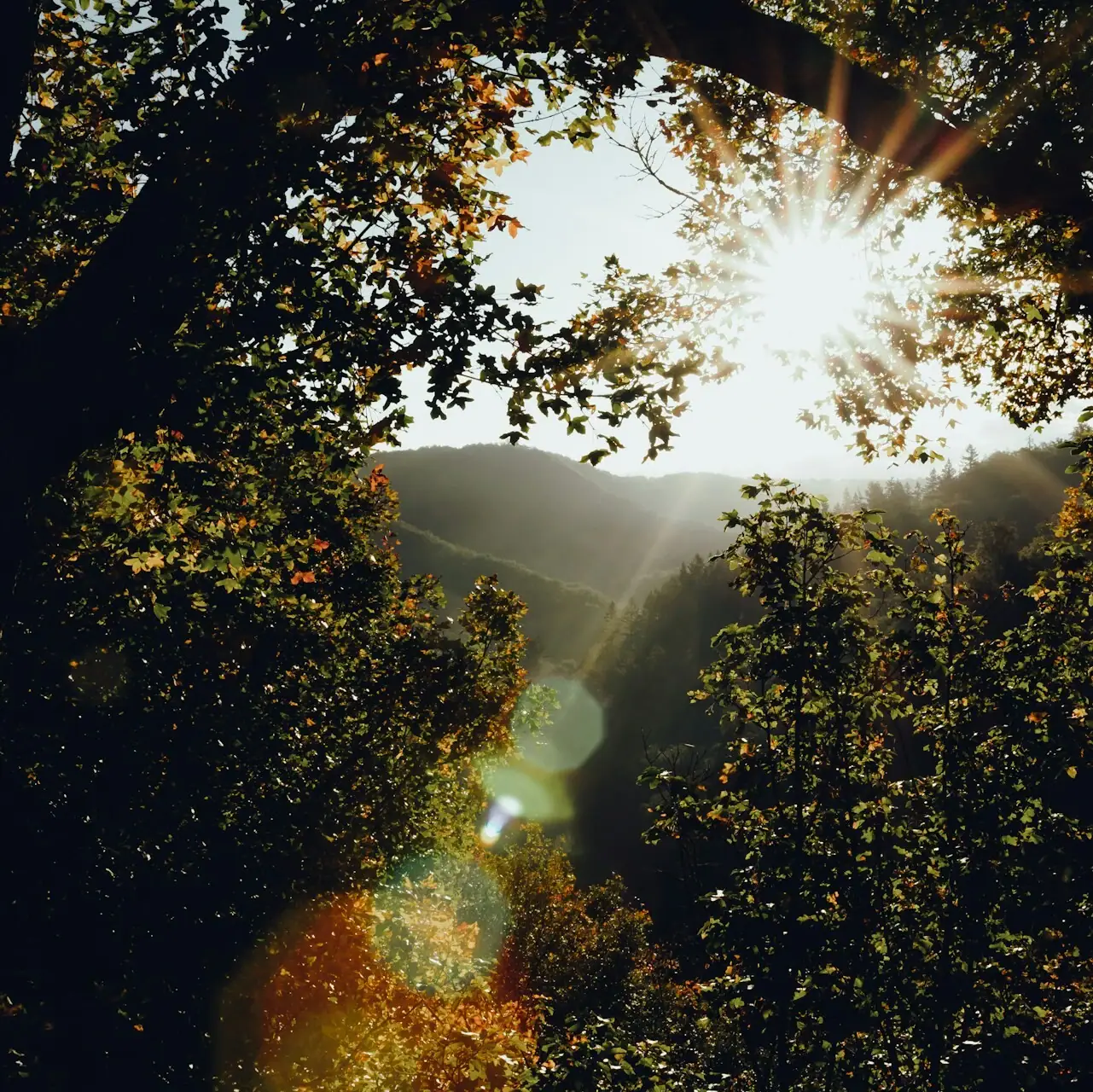 Sunlight shines through a tree