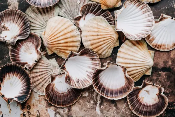 Eine Gruppe von Muscheln auf einer Oberfläche.