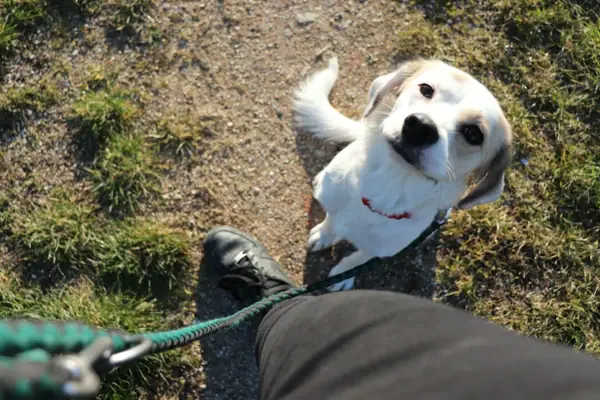Dog on a lead outdoors