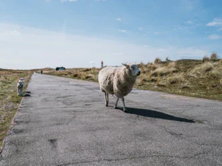 A sheep walking along a street which leads through meadows. 