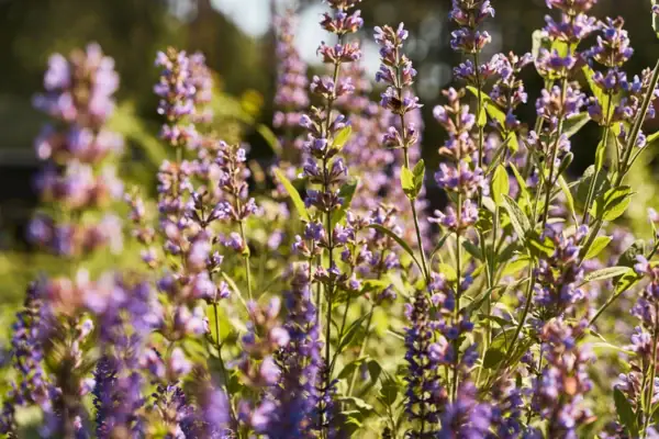 Nahaufnahme von lila Blumen.