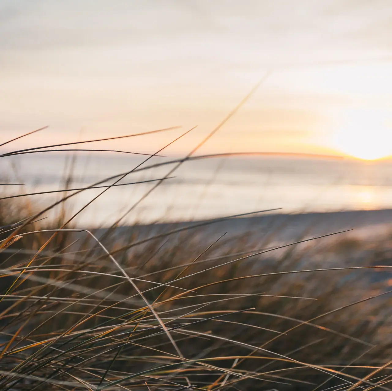 A close-up of dune grass on Sylt beach at sunrise.