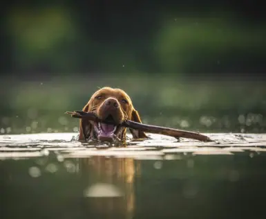 A large, brown dog swims with a stick in its mouth.