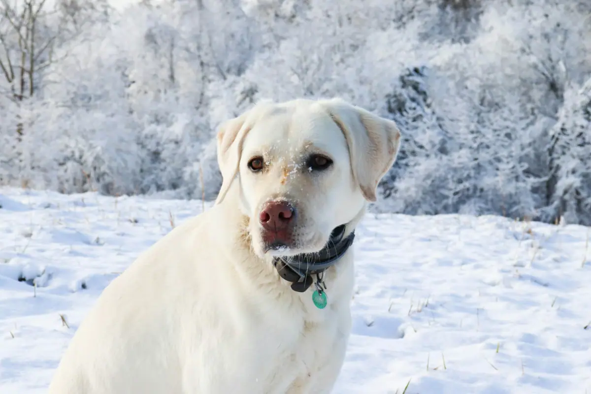 A dog is sitting in the snow.