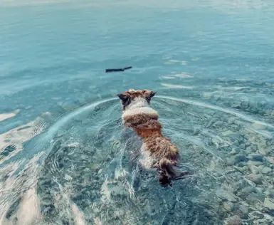 A small dog swims through clear water to a stick.