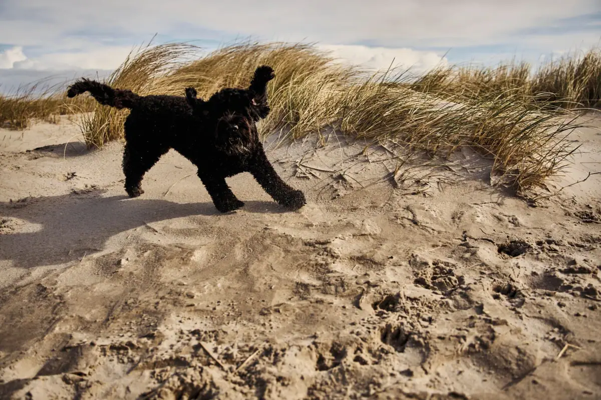 Usedom with a dog A dog is running on sand.