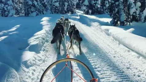 Huskies pulling a sledge through a snowy winter landscape.