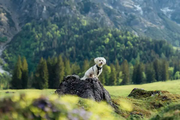 A dog is sitting on a rock in a grassy field, with mountains in the background.