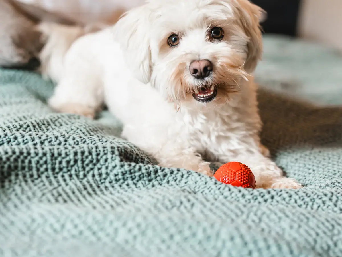 Ein weißer Hund liegt auf einem Bett mit einem Ball.