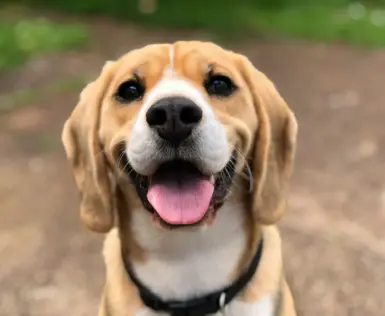 A dog with its tongue sticking out and a black collar.