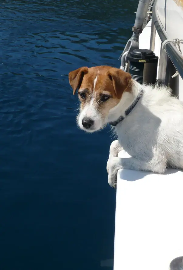 A small dog lets its paws hang over the edge of a boat.