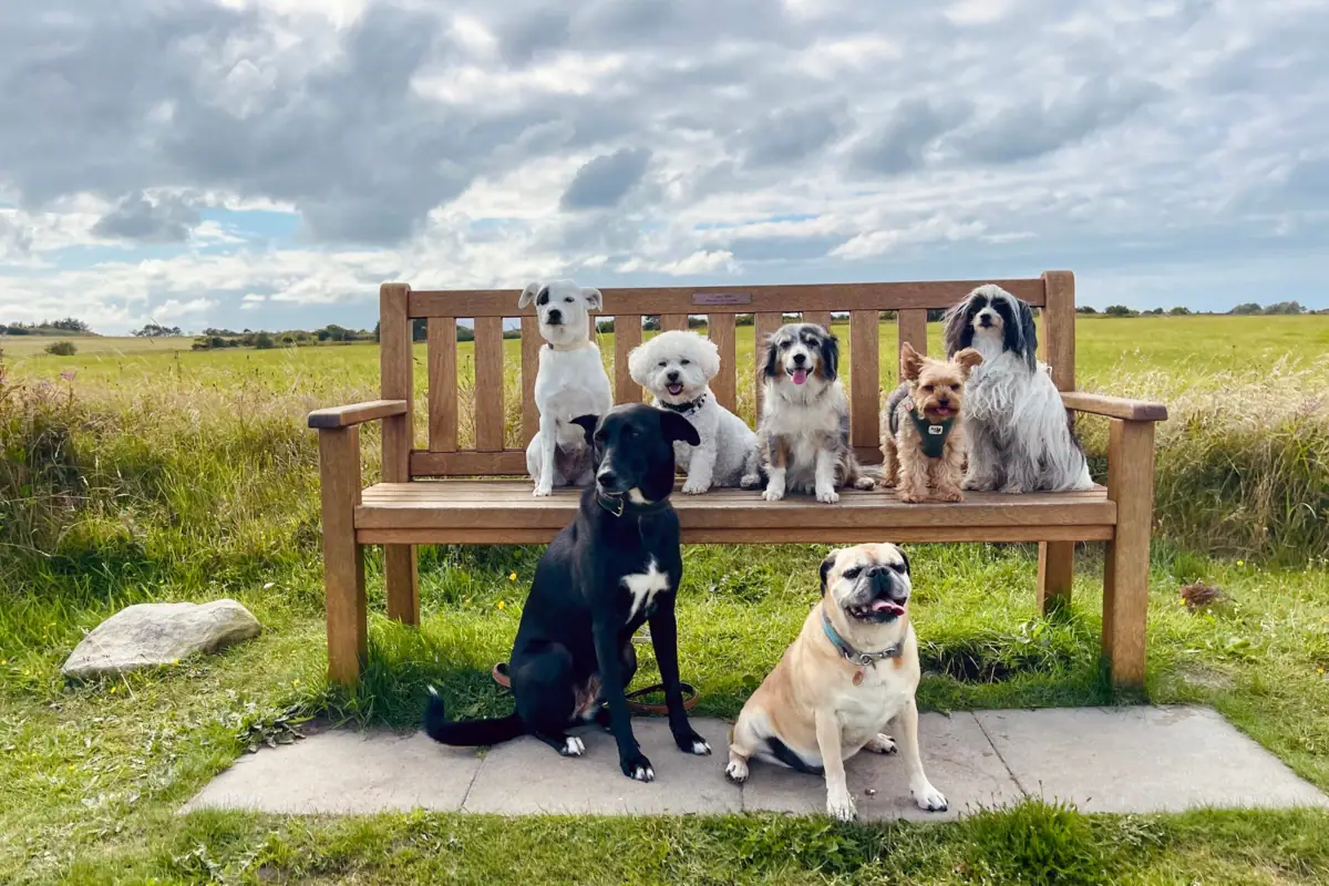 A group of dogs is sitting on a bench.