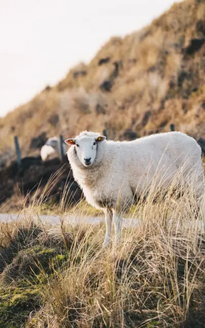 A fluffy white sheep stands in the dunes and looks curiously into the camera.