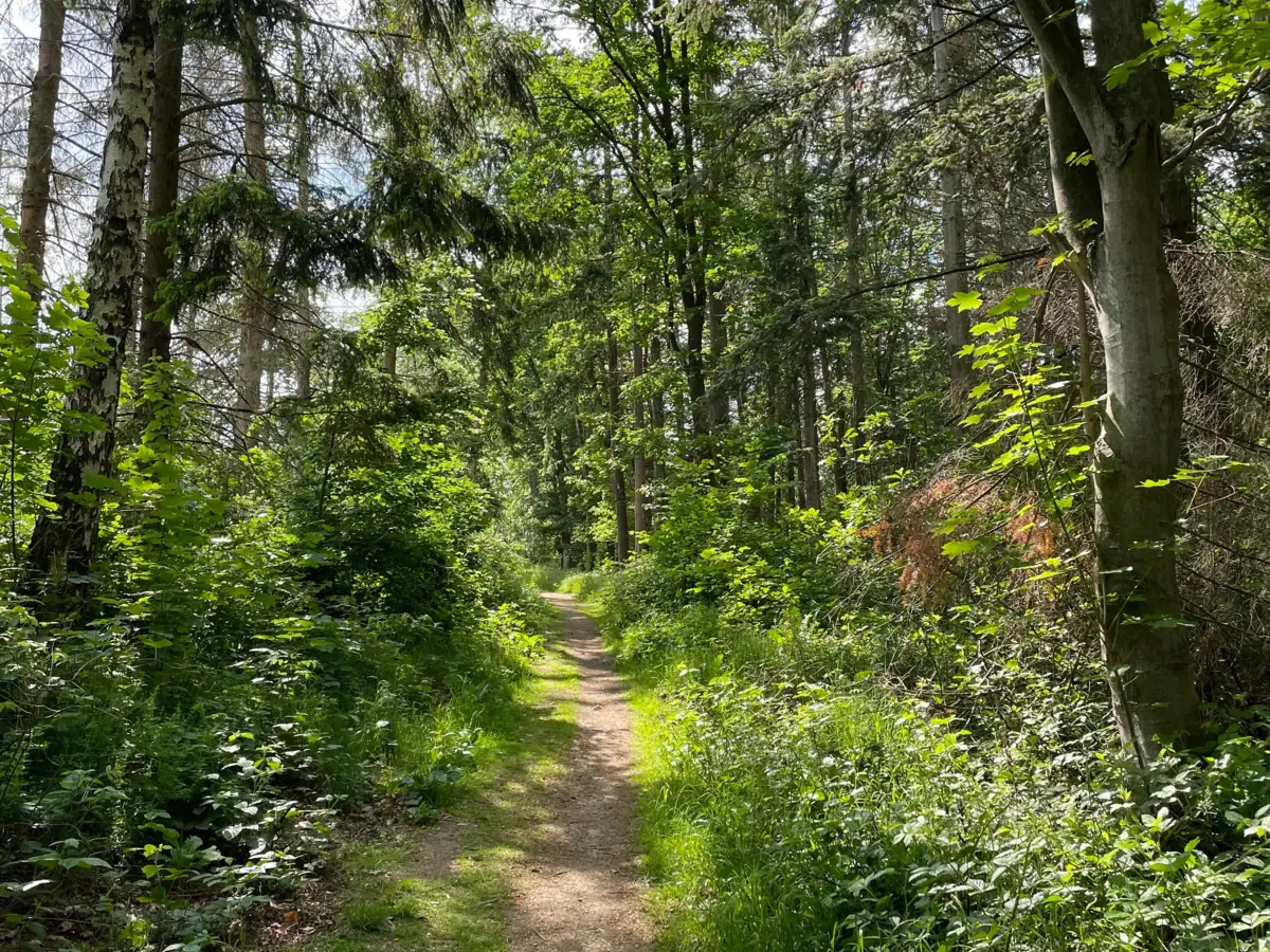 Wanderweg Ein Pfad durch einen Wald.