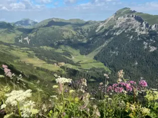 Mountain landscape with flowers and trees.