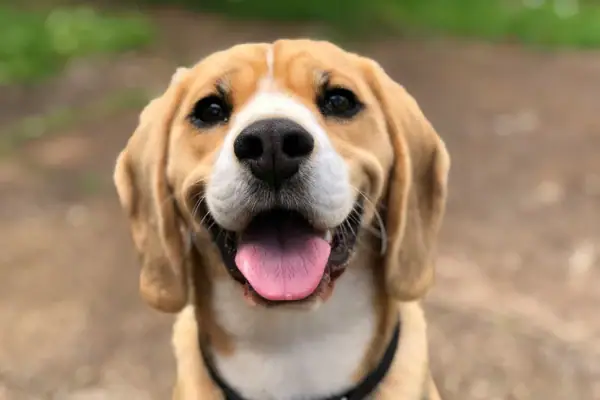 Ein Hund mit herausgestreckter Zunge und einem schwarzem Halsband.