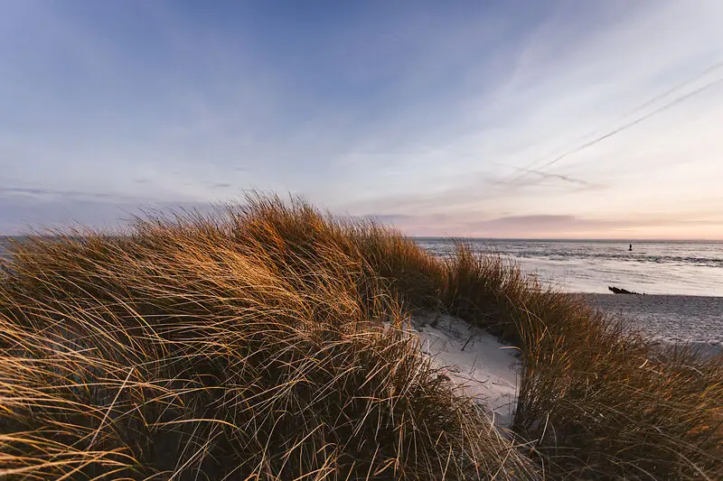 dunes Grass on the beach under a cloudy sky, with water in the background.