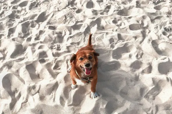 A dog is standing in the sand on the beach.