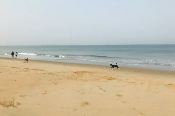 Two dogs are running along the beach.