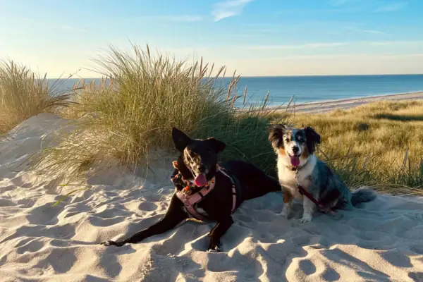 Dogs on Sylt’s beach