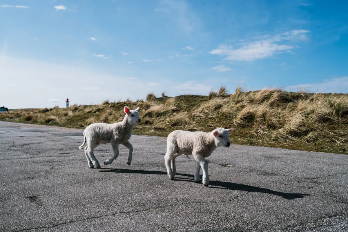 Two lambs walking on a road.