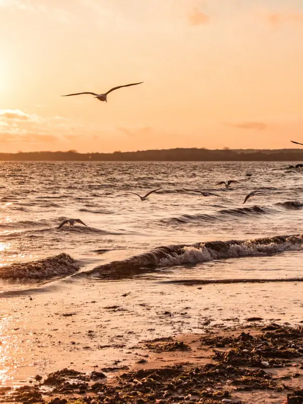 A flock of birds is flying over the water.