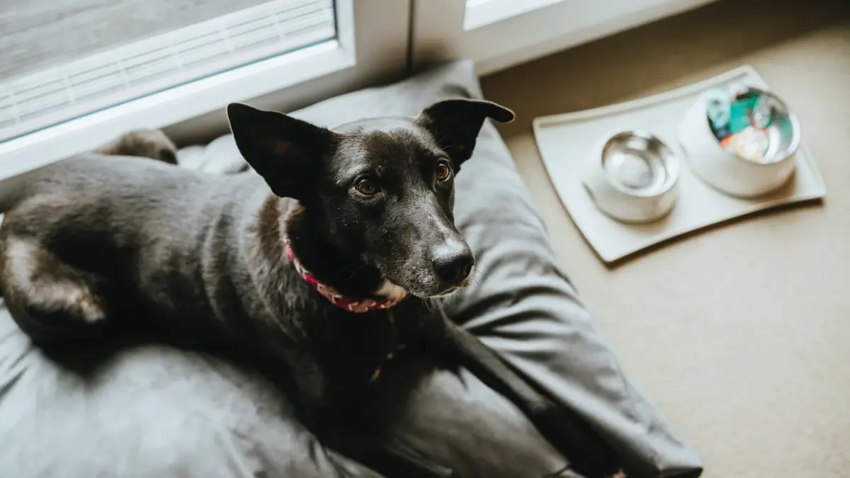 A dog is lying on a cushion in a hotel room at the A-ROSA Sylt.