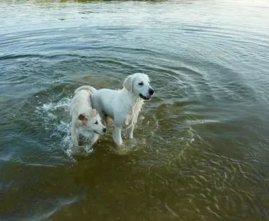 Two white dogs stand with their paws in the water.