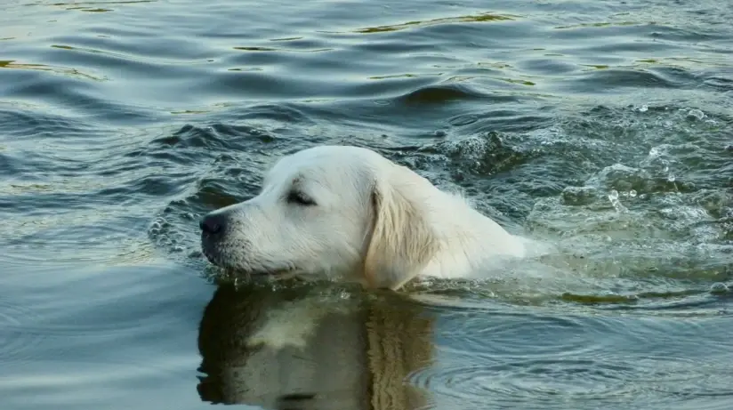 A golden retriever swims in the water.