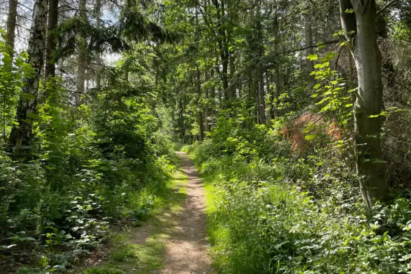 A path from the Harz Hexenstieg through a forest with lush vegetation and tall trees.