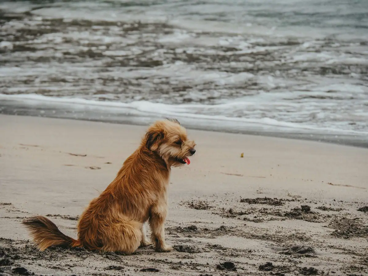 A dog is sitting on the beach.