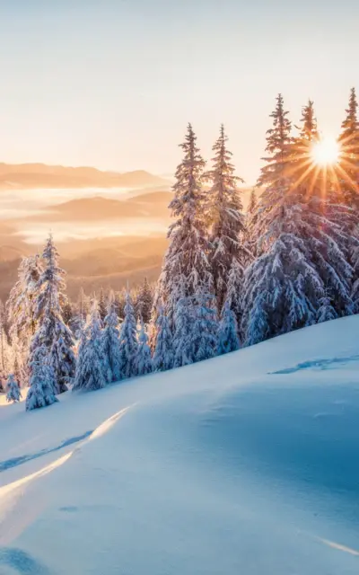 Snowy landscape featuring trees and mountains under a clear sky.