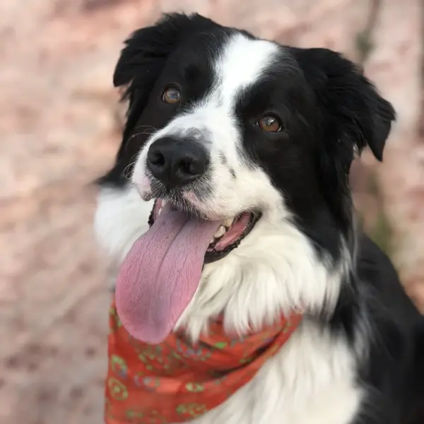 A black and white dog wears an orange bandana