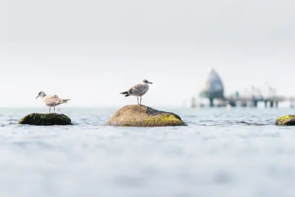 Vögel auf einem Felsen im Wasser