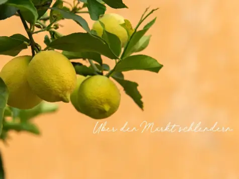 Lemons on a tree in front of an orange background.