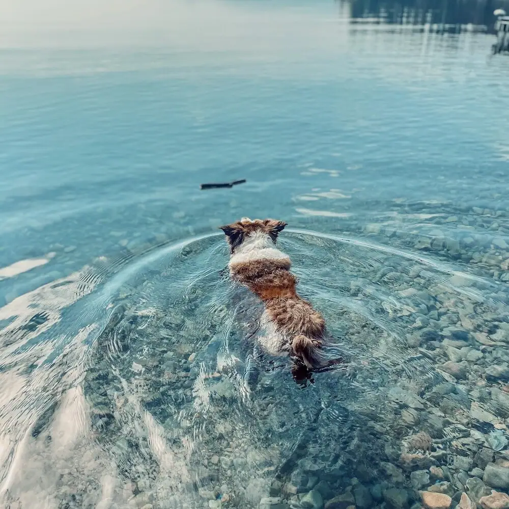 Ein Hund schwimmt im Wasser eines Sees.