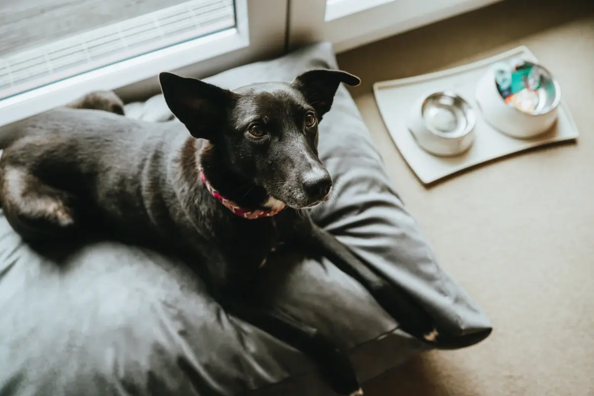 A dog is lying on a cushion at the A-ROSA Hotel Sylt.