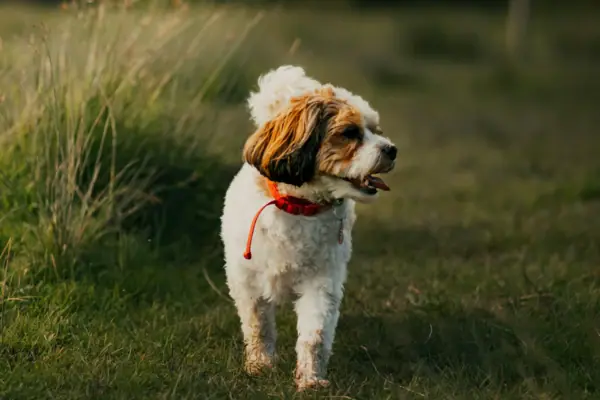 A dog is standing in a field.
