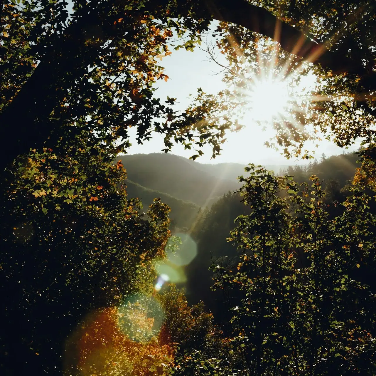 Sonne strahlt durch einen Baum