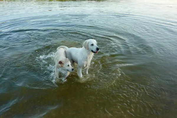 Zwei weiße Hunde stehen mit den Pfoten im Wasser.