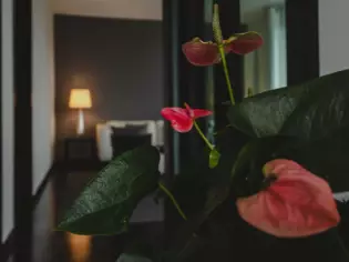 A bedroom photographed over a red orchid. The room is kept in dark colors and there is a lamp burning in the background. 