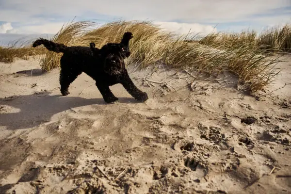 Dog running on sand