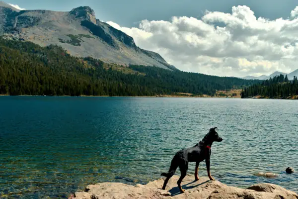 Ein Hund steht auf einem Felsen in der Nähe eines Sees.